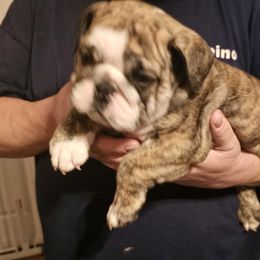 Bulldog Puppies from Magill's Bulldogs