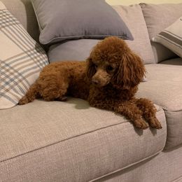 Lady - Poodle