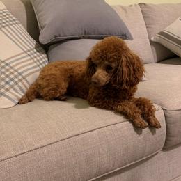 Lady - Poodle
