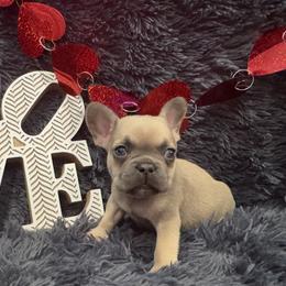 French Bulldog Puppies from The Frenchie Lady Co.