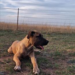 Fauna - Fawn female Great Dane puppy in Cunningham, Kansas from Garden Grove Great Danes