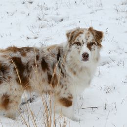Ember - Australian Shepherd