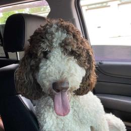 Labradoodles from Kassandra Vought