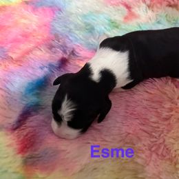 Girl 3 - female English Springer Spaniel puppy in Denton, Texas from Kytra's Kennels