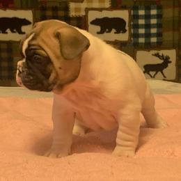Cardigan Welsh Corgi and French Bulldog Puppies from Leather & Lace