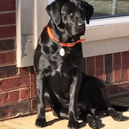 Jack - Labrador Retriever