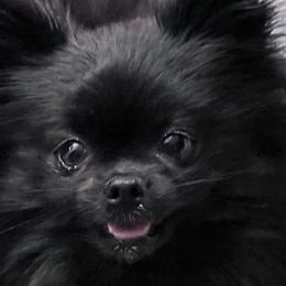 Pomeranians from Paris Poms