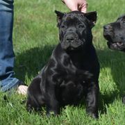 Jane (purple collar) - Black Perro de Presa Canario puppy in Defiance, Missouri from Wounded Bear Presa Canario
