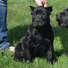 Jane (purple collar) - Black Perro de Presa Canario puppy in Defiance, Missouri from Wounded Bear Presa Canario