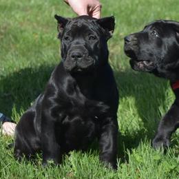 Jane (purple collar) - Black Perro de Presa Canario puppy in Defiance, Missouri from Wounded Bear Presa Canario