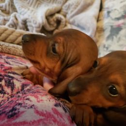 Dachshund Puppies from I DREAM OF DACHSHUNDS