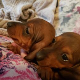 Dachshund Puppies from I DREAM OF DACHSHUNDS