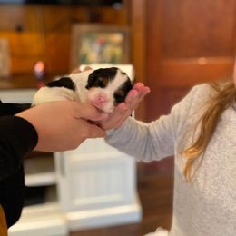 Cavalier King Charles Spaniel Puppies from CK Cavaliers