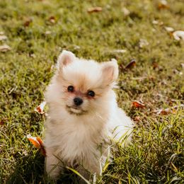 Choko - Red sable male Pomeranian puppy in Fort Worth, Texas from Picture Perfect Poms