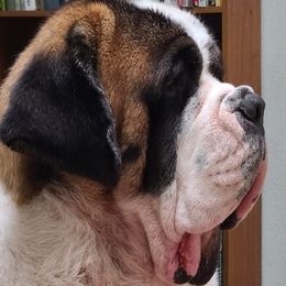 Saint Bernards from Mistihil Saints