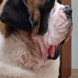 Saint Bernards from Mistihil Saints