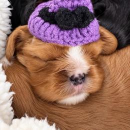 Winnie - Black and tan female Cavalier King Charles Spaniel puppy in Greensboro, North Carolina from Hyde Park Cavaliers