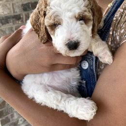 Poodle Puppies from Clegg Poodles