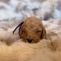 Purple Collar - Red  female Goldendoodle puppy in Winfield, Alabama from Rose Lane Doodles