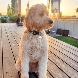 Jett - Goldendoodle