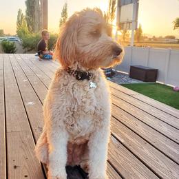 Jett - Goldendoodle