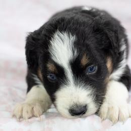 Zevi - Black tri-color female Australian Shepherd puppy in Yulee, Florida from Towkach Mini Ranch