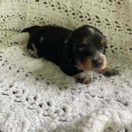 Camo - Piebald male Dachshund puppy in Grove, Oklahoma from A&W Doxies