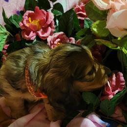 Dachshund Puppies from CLARK'S BREEDING PROGRAM