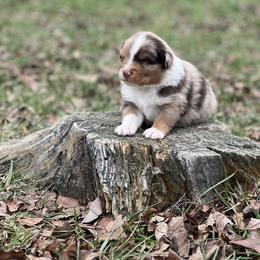 Cadbury - Red merle male Australian Shepherd puppy in Howardsville, Virginia from Spectacular Aussies and Cavaliers