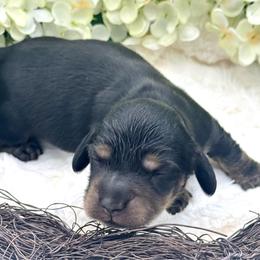 Fiona - Black and cream female Dachshund puppy in Exeter, California from Sawtooth Miniature Dachshunds
