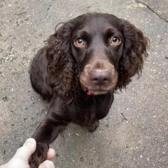 Boykin Spaniels from Mill Creek Farms
