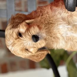 Boy 1 - Goldendoodle puppy in Walker, Louisiana from Southern Oaks Goldendoodles