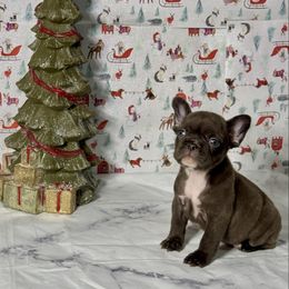 Raven - Brindle and white female French Bulldog puppy in Plano, Illinois from Velvet Fluffy Pups