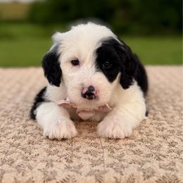 Cotton Candy - Black and white female Sheepadoodle puppy in Adams, Nebraska from Boxcar Doodles and Poodles