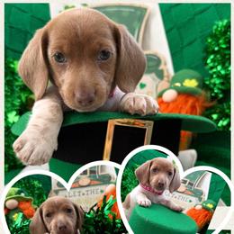 Magik- Yelena - Piebald female Dachshund puppy in Pittsburg, California from Super Hero Dachshunds