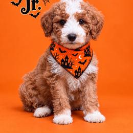 Dexter jr - Red  male Goldendoodle puppy in Roseburg, Oregon from Dbos Furry Friends