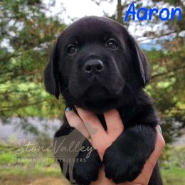 Aaron - blue collar - Black Labrador Retriever puppy in Huntingdon, Pennsylvania from Stone Valley Labrador Retrievers