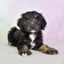 Aussiedoodle Puppies from Dreamcatcher Dogs