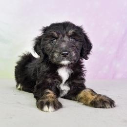 Aussiedoodle Puppies from Dreamcatcher Dogs