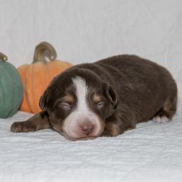 Jim Croce - Red tri-color male Australian Shepherd puppy in Bristol, New Hampshire from NewFound Lake Aussies