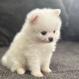 Boy 1 - White male Pomeranian puppy in Haines City, Florida from My Baby Poms