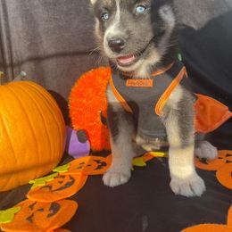 Siberian Husky Puppies from Siberian Huskies-Beckham the Great
