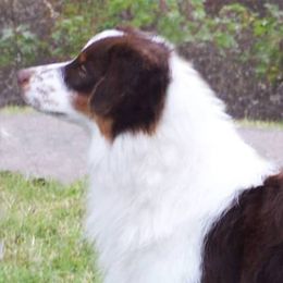 Pippi - Australian Shepherd