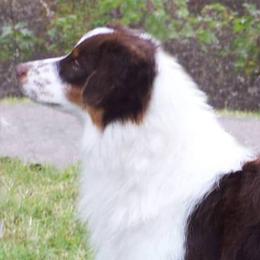 Pippi - Australian Shepherd