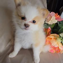 Pearl - Cream female Pomeranian puppy in Newport News, Virginia from Itty Bitty Poms