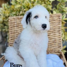Buns - Blue merle and white female Sheepadoodle puppy in Murrieta, California from Brookside Bernedoodles