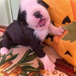 Flashy brindle girl 4 - Brindle female Boxer puppy in Plainwell, Michigan from Hope's Beautiful Boxers