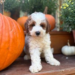Shadow - Parti female Goldendoodle puppy in Jacksonville, Florida from Dandelion Doodles