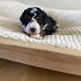 Bernedoodle, Goldendoodle, and Poodle Puppies from Central Valley Canine Companions