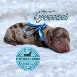FERRARI - Dapple male Dachshund puppy in Columbia, Louisiana from Diamond 5R Ranch AKC & CKC Miniature Dachshunds